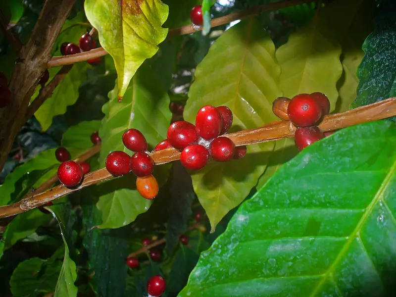 Een tak van een koffieplant met glanzende groene bladeren en rijpe, rode bessen.