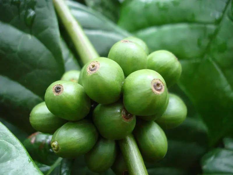 Een tros onrijpe, groene koffiebessen aan een tak van een robustaplant.